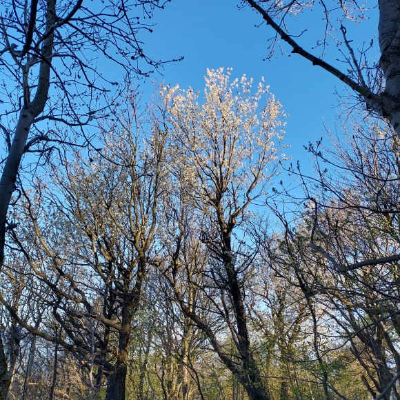 Třešeň ptačí