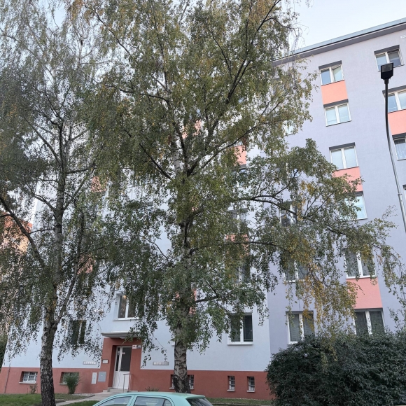 Bříza bělokorá