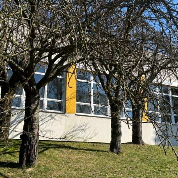 Třešeň ptačí