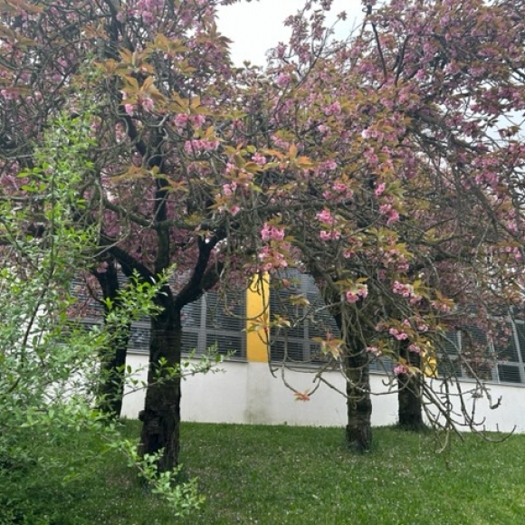 Třešeň ptačí
