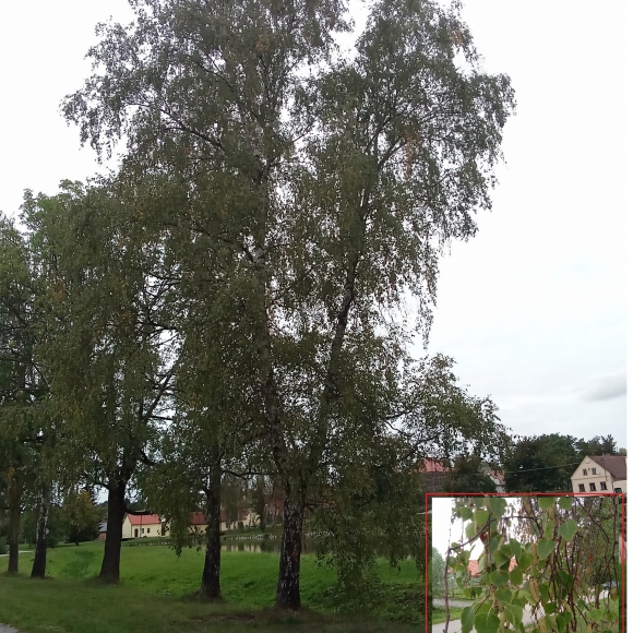 Bříza bělokorá