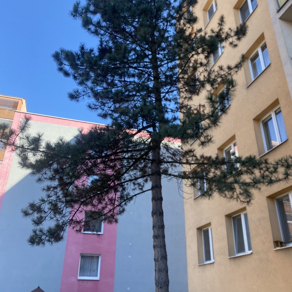 Borovice lesní