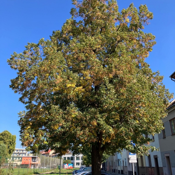 Lípa srdčitá