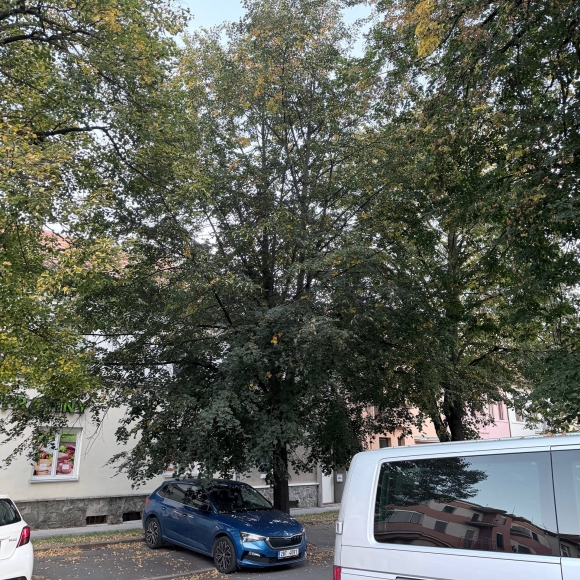 Lípa srdčitá