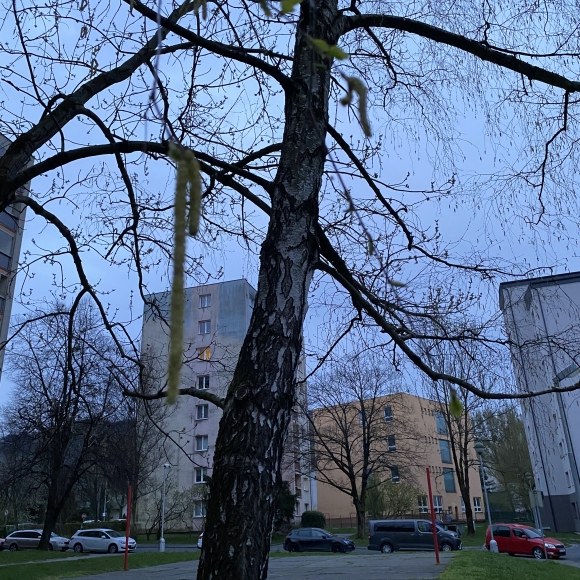 Bříza bělokorá