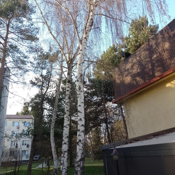Bříza bělokorá