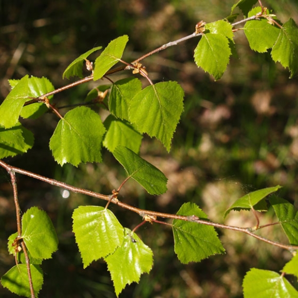 Breza previsnutá