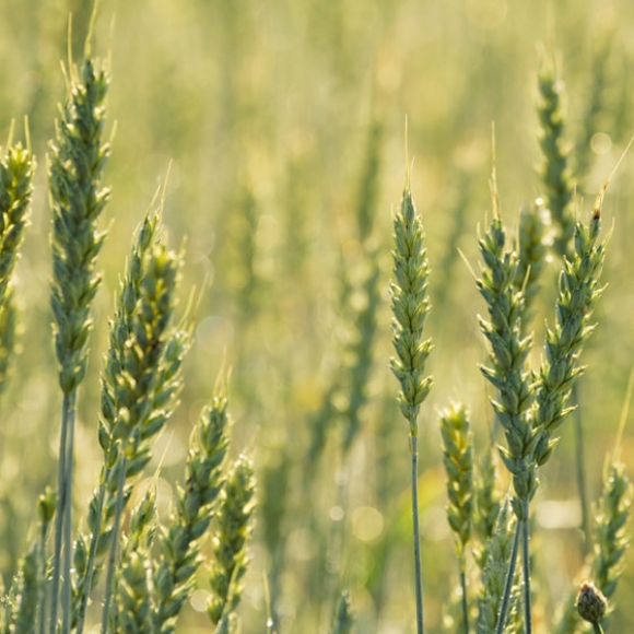 Triticum aestivum